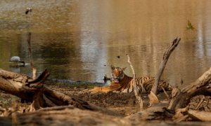 Sundarbans